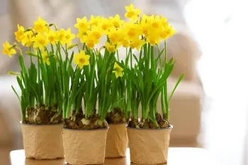 آموزش کاشت گل نرگس در گلدان برای نوروز