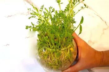 آموزش درست کردن سبزه نخود در تنگ ماهی و ظروف دیگر به راحت ترین روش