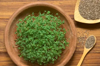 آموزش کاشت سبزه دانه چیا فوری و متفاوت