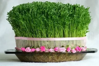 به راحتی یک سبزه دقیقه نودی درست کنید