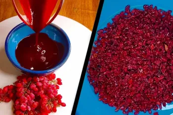 آموزش سس زرشک خانگی فوق العاده خوشمزه مخصوص مرغ و ماهی