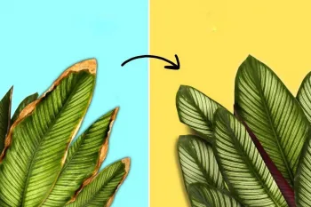 علت سوختن برگ گیاهان چیست ؟ (+راه حل فوری)