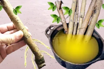تکنیک ریشه دار کردن هر شاخه