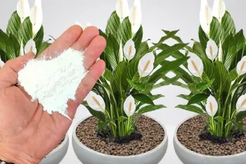 افزایش رشد گیاهان با یک ماده طبیعی