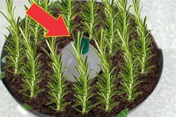 بهترین روش برای نگهداری و آبیاری رزماری در خانه