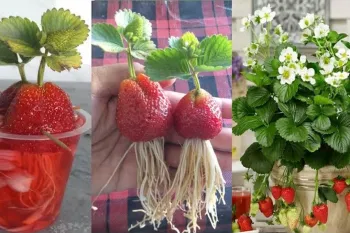 راهنمای کامل پرورش توت فرنگی در خانه