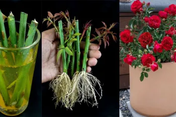 چگونه درخت گل رز را از شاخه در آب پرورش دهیم (تکنیک های جدید)