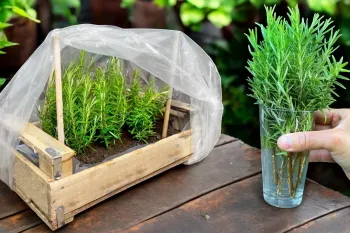 چگونه می توان رزماری را به راحتی تکثیر کرد و آن را برای همیشه داشته باشیم؟