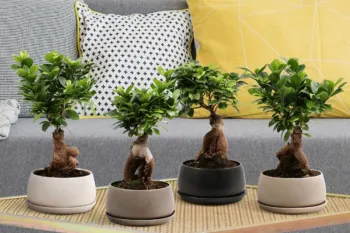 قلق خاص نگهداری از گیاه بونسای