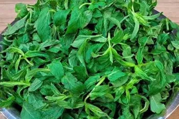طرز تهیه نعناع خشک خانگی بدون چوب و سیاه شدن