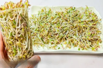 طرز تهیه جوانه ماش در خانه و خواص شگفت انگیز آن