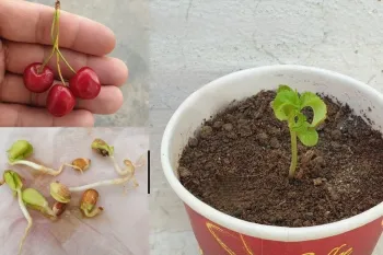 آسان ترین روش برای کاشت گیلاس در خانه
