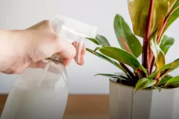 از بین بردن شته گیاهان آپارتمانی با روش های موثر و آسان
