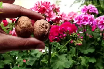 معجزه پوست گردو برای گیاهان شما