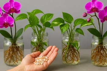محصولی شگفت انگیز برای رشد سریع گیاهان و گل ها