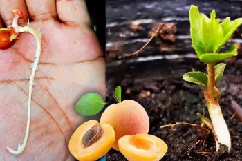 آموزش کاشت هسته زردآلو در خانه