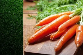 روش نگهداری از هویج برای طولانی مدت