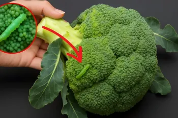 چگونه کلم بروکلی را به درستی شستشو دهید؟