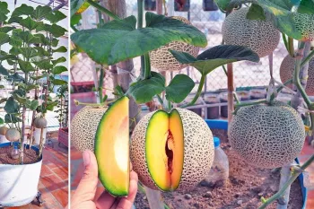 نحوه کاشت خربزه در گلدان