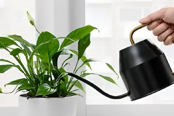 بهترین آب برای آبیاری گیاهان آپارتمانی چه نوع آبی است ؟