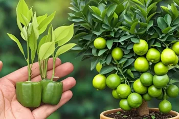 آسان ترین روش کاشت لیمو در خانه