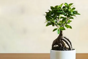 نگهداری بون سای + تکنینک بزرگ شدن برگ ها