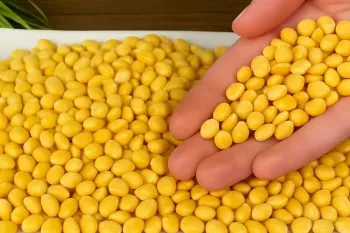 با یک پیمانه لپه همچین چیزی درست کردم! باورکردنی نیست