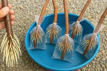 ترفندی عالی برای ریشه دار کردن گیاهان