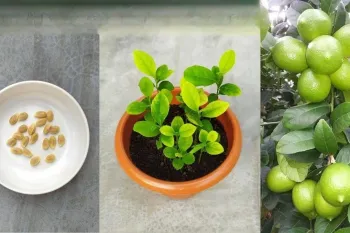 نحوه کاشت لیمو در گلدان