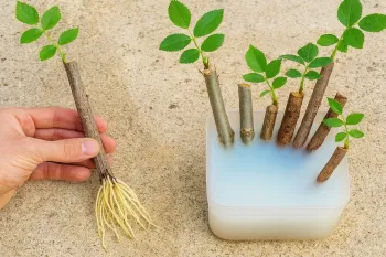 تکنیک سریع برای ریشه دار کردن هر گیاه و شاخه