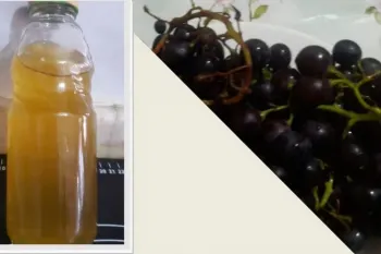 طرز تهیه روغن هسته انگور در خانه با خواصی باورنکردنی