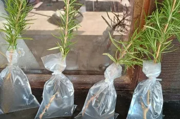 اگر این کار را انجام دهید هر شاخه ای خیلی سریع ریشه می زند