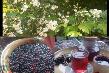 طرز تهیه مربای سنتی زالزالک جنگلی خوشرنگ با تمام مراحل