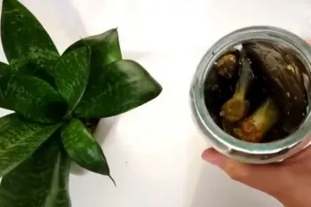 آموزش طرز تهیه ترشی بادمجان اصیل به روش مادربزرگ ها