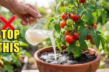 ترفند تبدیل آب برنج خام به کود طبیعی برای گیاهان شما