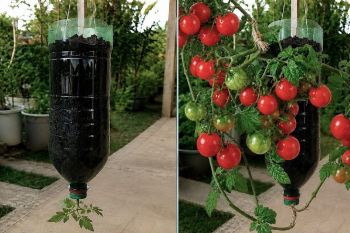 کاشت گوجه فرنگی در بطری پلاستیکی؛ روشی خلاقانه برای آپارتمان نشین ها
