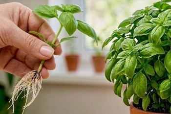 «آموزش پرورش ریحان از یک قلمه؛ ساده ترین روش برای داشتن ریحان همیشه تازه »