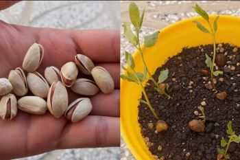 آموزش کاشت پسته در گلدان با مغز پسته ؛ روشی ۱۰۰٪ تضمینی