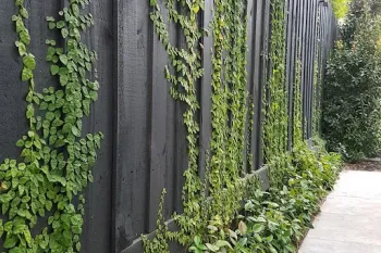 روش نگهداری و تکثیر گیاه انجیر چسب ( فیکوس پومیلا)