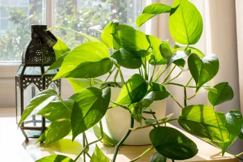 ترفندهای مختلف برای پرپشت شدن گیاه پتوس