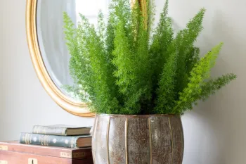 روش نگهداری و پرورش گیاه شویدی دم روباهی