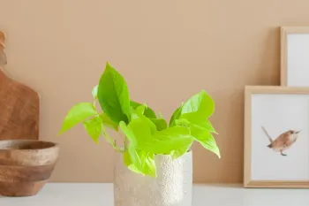 معرفی و پرورش گیاه اسکاندپس نئون