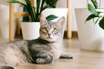گیاهان بی خطر برای سگ و گربه/ راهنمایی برای خانه های دارای حیوان خانگی