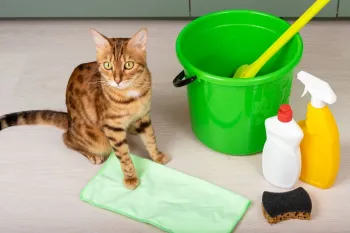 نکات موثر در نظافت منزل برای صاحبان سگ و گربه