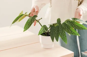 ۴ نوع محبوب گل بگونیا، زیبایی و تنوع در دنیای گیاهان