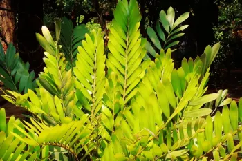 معرفی و روش نگهداری از گیاه سیکاس زامیا