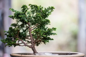 همه چیز درباره کاج نانا (از نگهداری تا کاربرد)