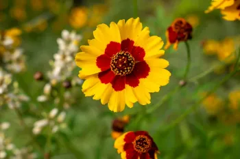 پرورش و نگهداری کوکب کوهی (گل اشرفی)