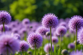ویژگی های ظاهری گل آلیوم و انواع آن