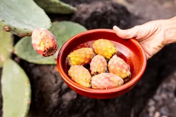 آیا میوه کاکتوس خوردنی است؟